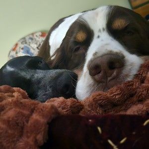 Meet your Posher, Petra